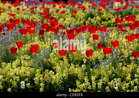 Une abondance de tulipes dans un lit de fleur près de Buckingham Palace à Londres. Banque D'Images