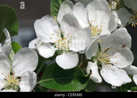 Apple Blossom dans le jardin l'apple, Malus domestica, est le fruit charnu, de l'apple tree, espèces de la famille des rosacées (Rosaceae). C'est l'un des plus largement cultivés arbres à fruits, et la plus connue des nombreux membres du genre Malus qui sont utilisés par les humains. Les pommes poussent sur de petits arbres à feuilles caduques. Banque D'Images