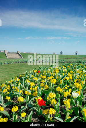 Parterres fleuris sur le front de mer de Cullercoats. Banque D'Images