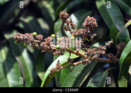 Fleurs et bourgeons de mangue Banque D'Images