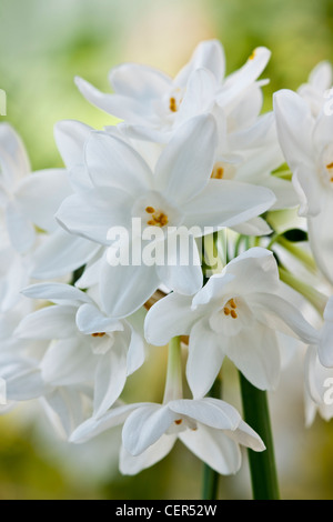 Paperwhite Narcissus papyraceus parfum parfum parfumé au début du printemps de fleurs orange blanc papier lampe plante de jardin Mars Banque D'Images