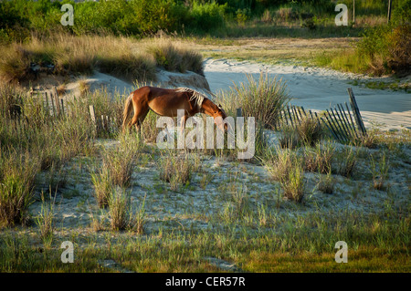 Spanish mustang sauvage sur dune, Outer Banks, Caroline du Nord, États-Unis Banque D'Images