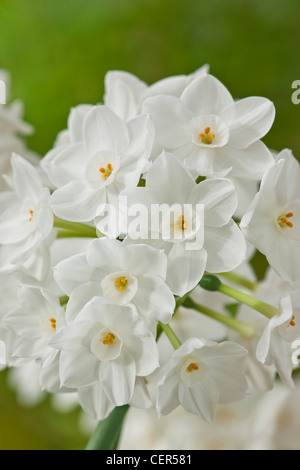Paperwhite Narcissus papyraceus parfum parfum parfumé au début du printemps de fleurs orange blanc papier lampe plante de jardin Mars Banque D'Images