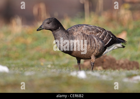 Bernache cravant à ventre sombre (Branta bernicla bernicla) Banque D'Images