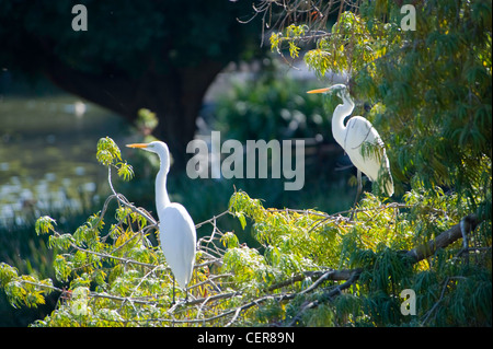 Les aigrettes blanches perchées dans un arbre Banque D'Images