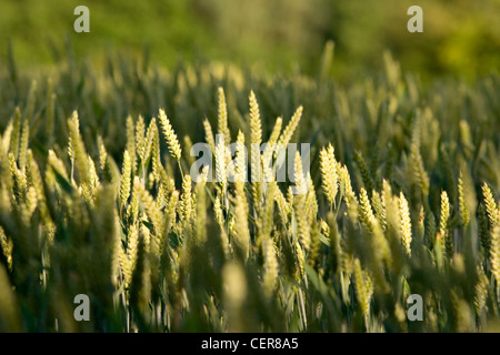 Close up d'épis de blé poussant dans un champ près de Stansted. Banque D'Images