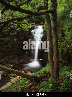 Une petite chute d'eau à Mines de plomb Clough. Mines de plomb Clough est une jolie vallée boisée et prend son nom de l'ancienne exploitation minière de plomb Banque D'Images