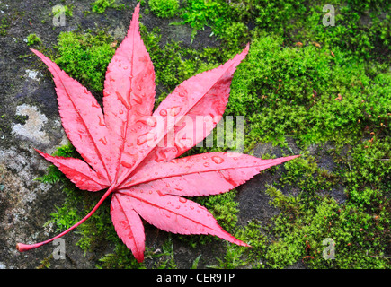 Fallen Autumn Leaf, Worcestershire, Angleterre, Europe Banque D'Images