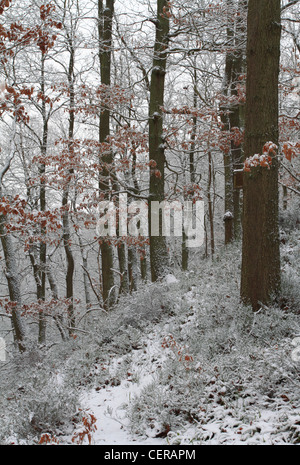 Neige dans la forêt de Wyre, Worcestershire, Angleterre, Europe Banque D'Images