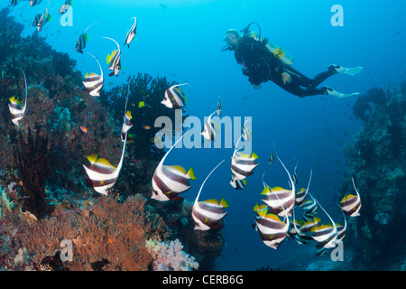 Scuba Diver et un fanion Bannerfish, Heniochus diphreutes, North Male Atoll, Maldives, océan Indien Banque D'Images