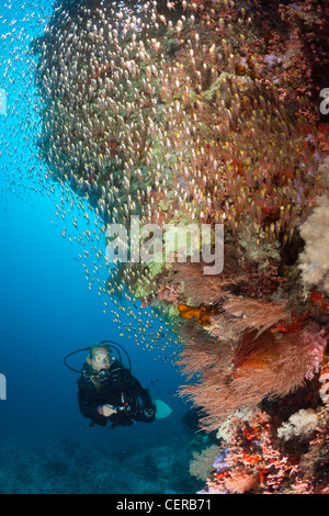 Scuba Diver et balayeuses, North Male Atoll, Maldives, océan Indien Banque D'Images