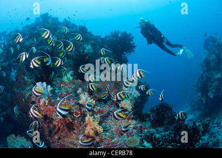 Scuba Diver et un fanion Bannerfish, Heniochus diphreutes, North Male Atoll, Maldives, océan Indien Banque D'Images