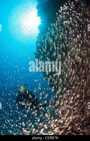 Scuba Diver et balayeuses, North Male Atoll, Maldives, océan Indien Banque D'Images