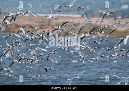 Bande de goélands et sternes en vol à Rye Harbour Nature Reserve, Sussex, UK Banque D'Images