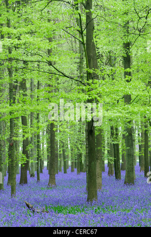 À Dockey jacinthes des bois sur le Ashridge Estate. Banque D'Images