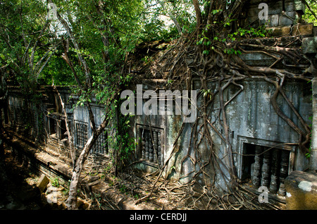 Des racines géantes enveloppent des ruines non excavées à Beng Mealea, province de Siem Reap, Cambodge. © Kraig Lieb Banque D'Images