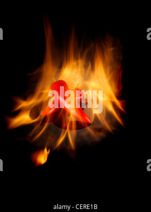 Deux PIMENTS ENTOURÉ PAR LE FEU SUR UN FOND NOIR Banque D'Images