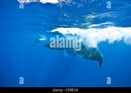 Une mère baleine à bosse éclabousse son fluke à la surface. Son veau est dans la distance. Banque D'Images