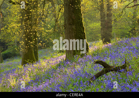 Jacinthes dans un bois, Batcombe, Dorset, England, UK Banque D'Images