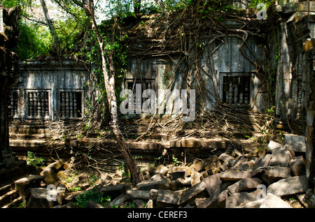 Racines géant non excavés enveloppe ruines à Beng Mealea, Province de Siem Reap, Cambodge Banque D'Images