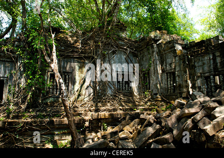 Racines géant non excavés enveloppe ruines à Beng Mealea, Province de Siem Reap, Cambodge Banque D'Images