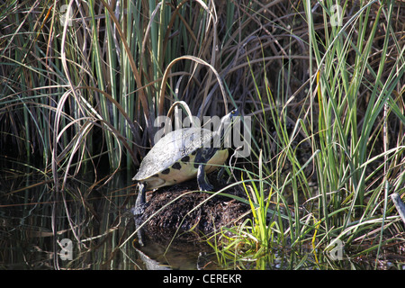 Tortue tortue sur rock ou souche d'arbre près de l'eau. Prises sur la rivière dans les Everglades. Banque D'Images