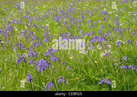 Bluebell flowers (Endymion) nonscriptus in meadow, Cornwall, England, UK Banque D'Images