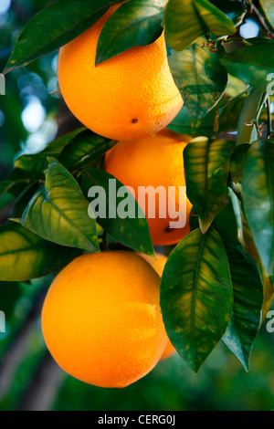 Les ORANGES GROWING ON TREE Banque D'Images