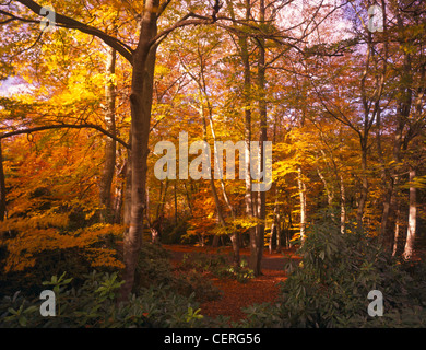 L'automne à Burnham Beeches. Banque D'Images