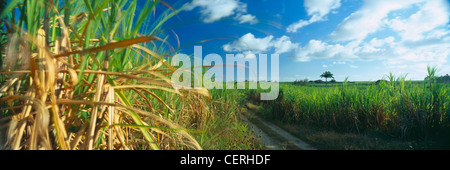 Chemin de terre en plantation de canne à sucre, nr Kendal central, la Barbade Banque D'Images