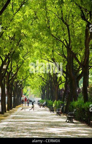 Allée d'arbres dans le Parque de Maria Luisa Banque D'Images