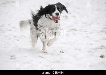 Springer anglais dans la neige Banque D'Images