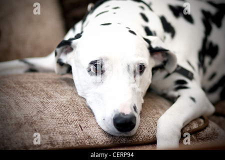 Dalmatien mignon sur le canapé Banque D'Images