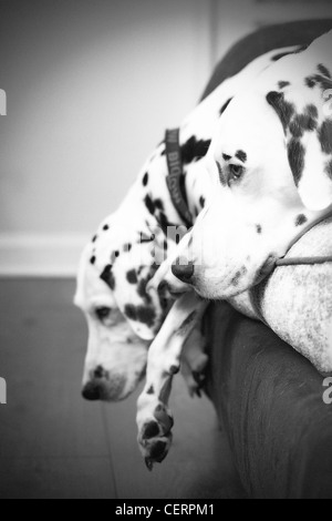 Dalmatien mignon sur le canapé Banque D'Images