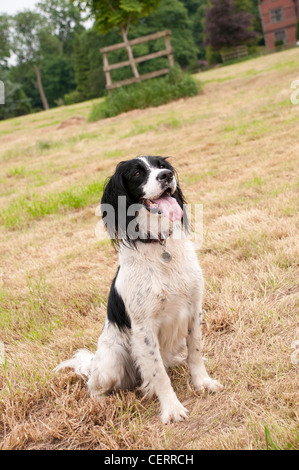 English Springer Spaniel sitting on the grass Banque D'Images