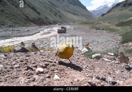 Plus de Yellow-finch (Sicalis auriventris) ci-dessous, de l'Aconcagua Aconcagua Parc National, l'Argentine Banque D'Images