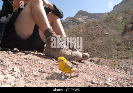 Peu de gras jaune plus-finch (Sicalis auriventris) s'assis randonneur, parc national de l'Aconcagua, Argentine Banque D'Images