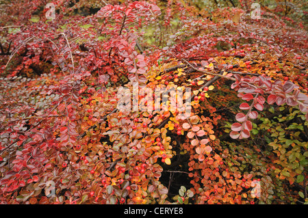 Couleurs d'automne dans la région de park - détail d'une bague rouge et orange Banque D'Images