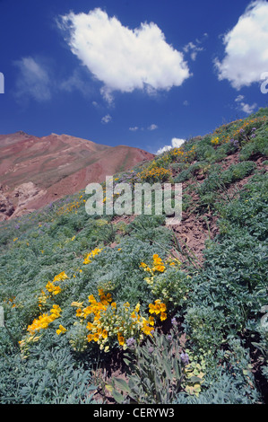 Pentes couvertes de fleurs sauvages, de la Cordillère des Andes, Mendoza, Argentine Banque D'Images