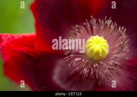 Coquelicot (Papaver rhoeas) dans un jardin de Dorset (PR), England, UK Banque D'Images