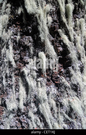 La barbe de lichens poussant sur monkey puzzle (Araucaria araucana) arbre, Parc National Lanin, Neuquen, Argentine Banque D'Images