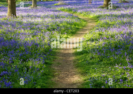 Un autre chemin à travers Bluebells à Blickling à Norfolk. Banque D'Images