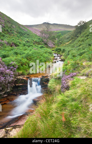 Dans la vallée de Fairbrook Woodlands, partie de la High Peak Estate juste à côté de l'A57 en route du col de serpent le Peak District National P Banque D'Images