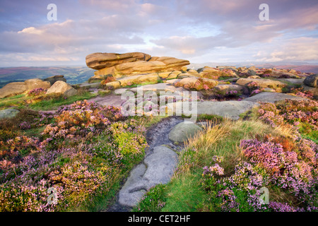 Aube lumière sur la bruyère par un éperon rocheux sur Stanage Edge, le plus long bord pierre meulière en Angleterre, dans le Peak District National P Banque D'Images