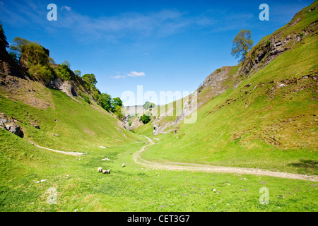 Le pâturage des moutons par un bridleway, une partie du sentier, chemin calcaire dans Cave Dale, une vallée calcaire sec dans le Peak District Nati Banque D'Images