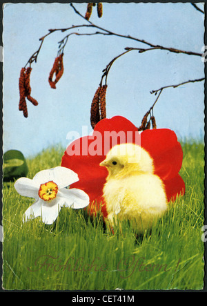 Allemagne - circa 1970 : Carte postale Imprimé en Allemagne, montre les fleurs dans l'herbe et le poulet, vers 1970 Banque D'Images