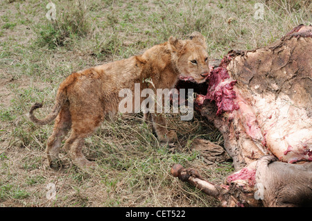 Lion cub baby eating gnous morts tuer sur Ngorongoro Serena Tanzanie seul). Banque D'Images