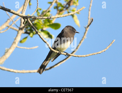 Phoebe orientale (Sayornis phoebe) perchée sur une branche sous un ciel bleu. Un petit flycatcher avec une tête sombre et des parties inférieures pâles, une position verticale typique Banque D'Images