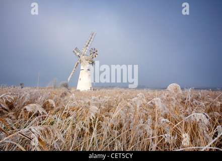 Le givre sur les roseaux par Thurne Mill debout à l'entrée de Thurne digue sur les Norfolk Broads. Banque D'Images