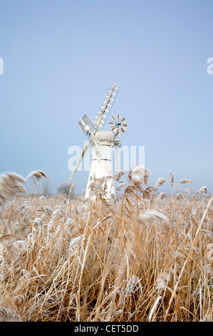 Le givre sur les roseaux par Thurne Mill debout à l'entrée de Thurne digue sur les Norfolk Broads. Banque D'Images